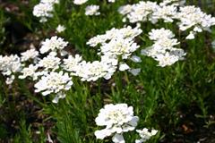 کَندیتافت همیشه سبز/ نیشکر همیشه سبز